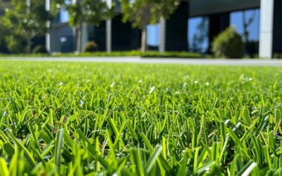 Top Benefits of Professional Landscaping for Commercial Properties